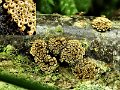 Merismodes anomala-amf2087